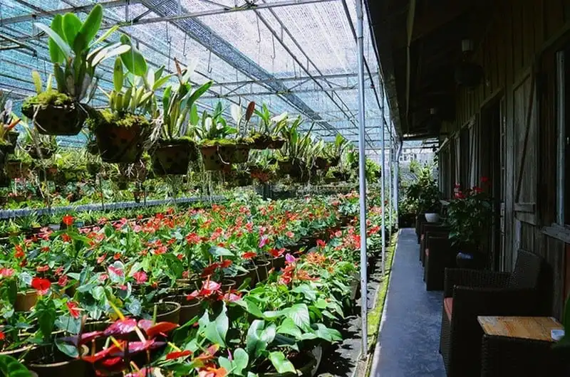 wanderlust-tips-can-nha-hon-70-nam-o-da-lat-tro-thanh-quan-ca-phe-co-kinh-8