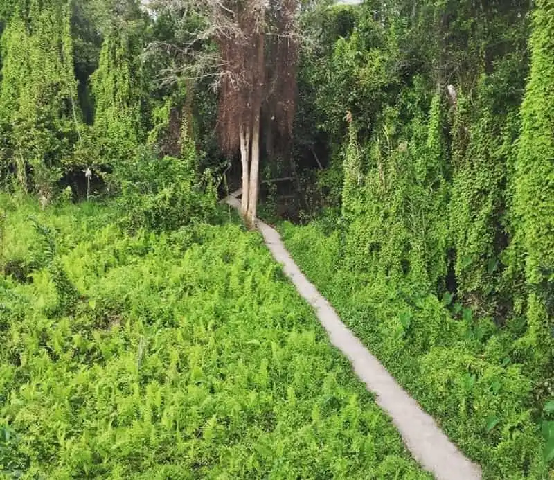 Đến Xẻo Quýt khám phá rừng tràm xanh mướt 10 wanderlust-tips-cuoi-tuan-nay-hay-toi-dong-thap-de-kham-pha-rung-tram-xanh-muot-12