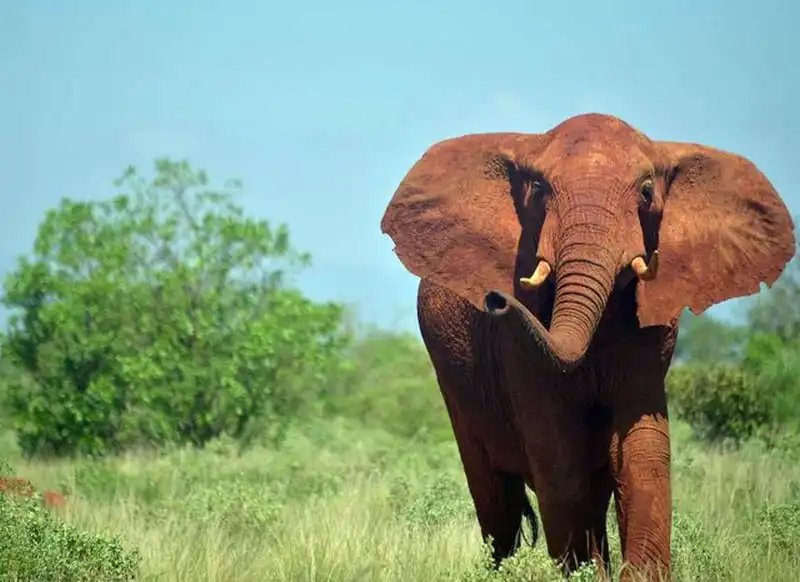Du khách bị voi giẫm chết khi đang chụp ảnh ở Kenya 5 wanderlust-tips-du-khach-bi-voi-giam-chet-khi-dang-chup-anh-o-kenya-1