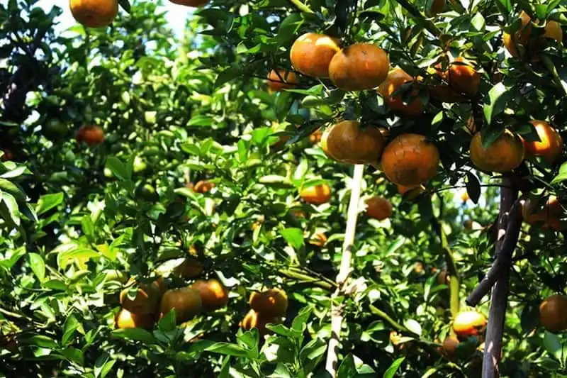 wanderlust-tips-ghe-tham-mien-tay-mua-nuoc-noi-11