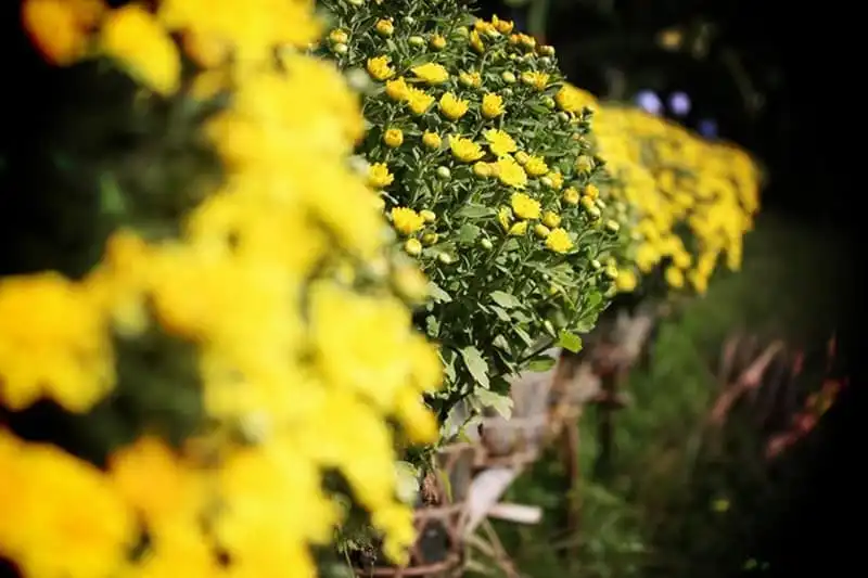 wanderlust-tips-ghe-tham-mien-tay-mua-nuoc-noi-12