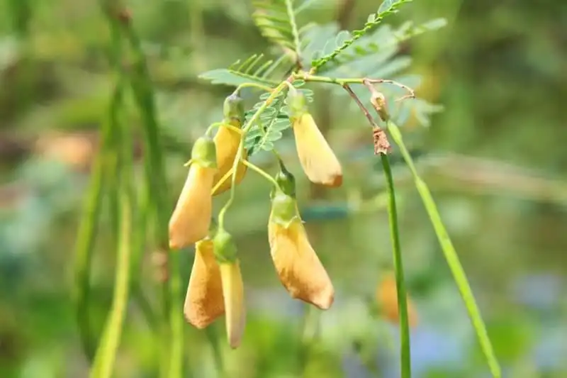 wanderlust-tips-ghe-tham-mien-tay-mua-nuoc-noi-4