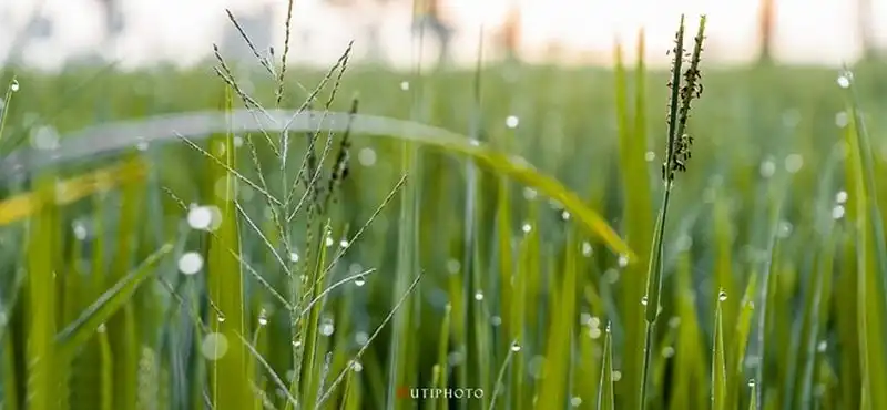 wanderlust-tips-ghe-tham-mien-tay-mua-nuoc-noi-7