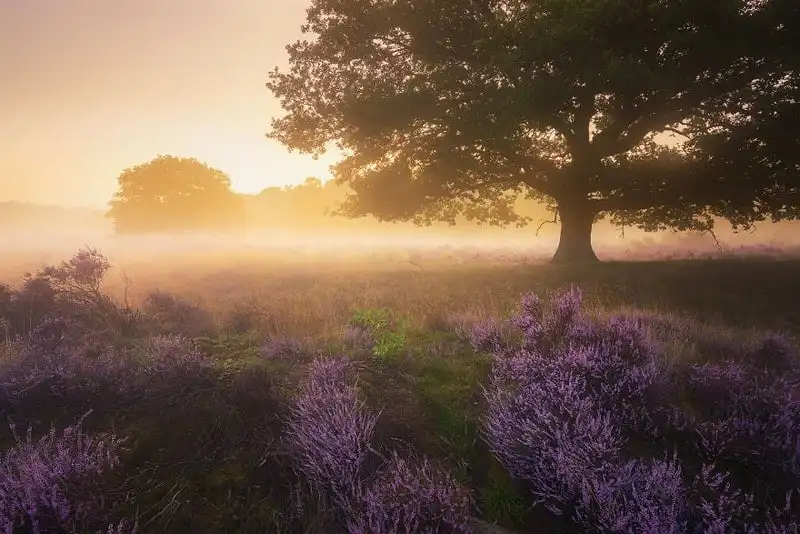 wanderlust-tips-ha-lan-dep-mong-mo-trong-sac-tim-biec-thach-nam-3