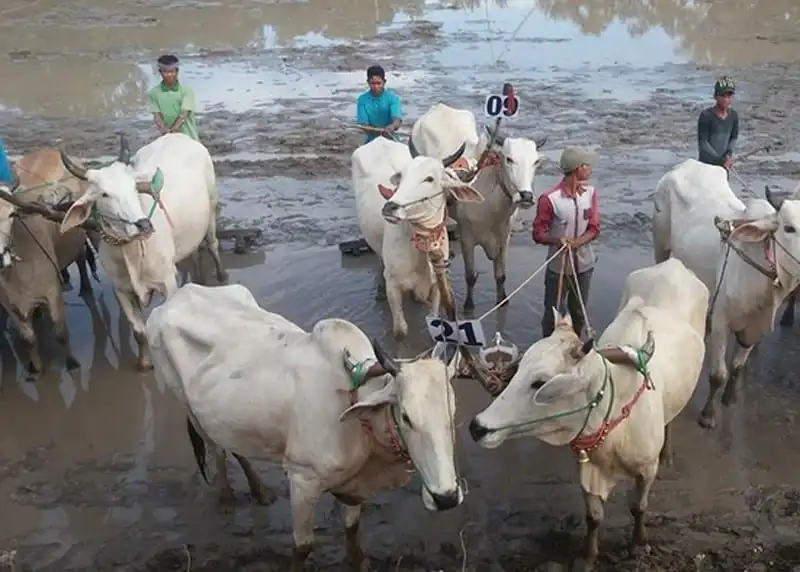 Sôi động hội đua bò Bảy Núi ở An Giang 5 wanderlust-tips-hoi-dua-bo-bay-nui-o-an-giang-1