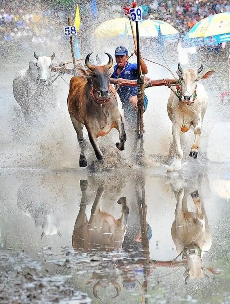 Sôi động hội đua bò Bảy Núi ở An Giang 14 wanderlust-tips-hoi-dua-bo-bay-nui-o-an-giang-10