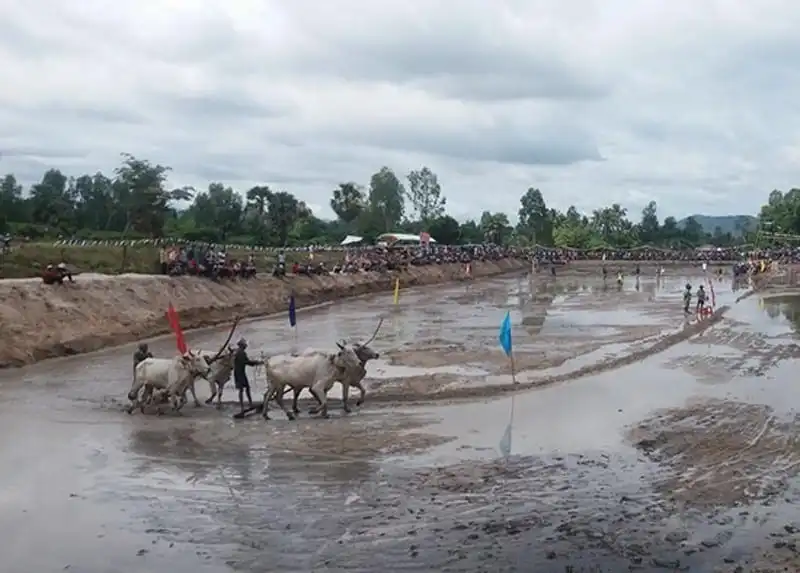 Sôi động hội đua bò Bảy Núi ở An Giang 6 wanderlust-tips-hoi-dua-bo-bay-nui-o-an-giang-2