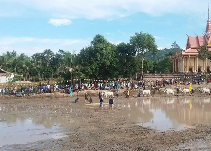 Sôi động hội đua bò Bảy Núi ở An Giang 7 wanderlust-tips-hoi-dua-bo-bay-nui-o-an-giang-3