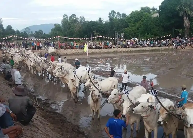 Sôi động hội đua bò Bảy Núi ở An Giang 8 wanderlust-tips-hoi-dua-bo-bay-nui-o-an-giang-4