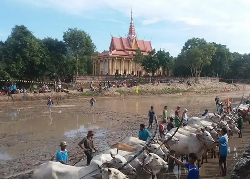 Sôi động hội đua bò Bảy Núi ở An Giang 9 wanderlust-tips-hoi-dua-bo-bay-nui-o-an-giang-5