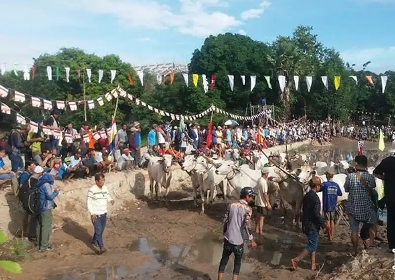 Sôi động hội đua bò Bảy Núi ở An Giang 10 wanderlust-tips-hoi-dua-bo-bay-nui-o-an-giang-6