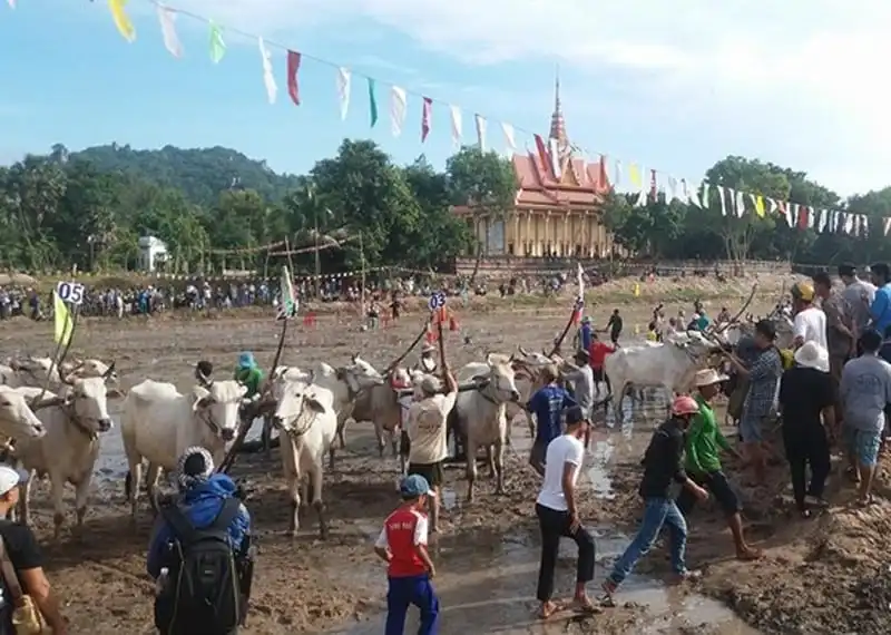 Sôi động hội đua bò Bảy Núi ở An Giang 11 wanderlust-tips-hoi-dua-bo-bay-nui-o-an-giang-7