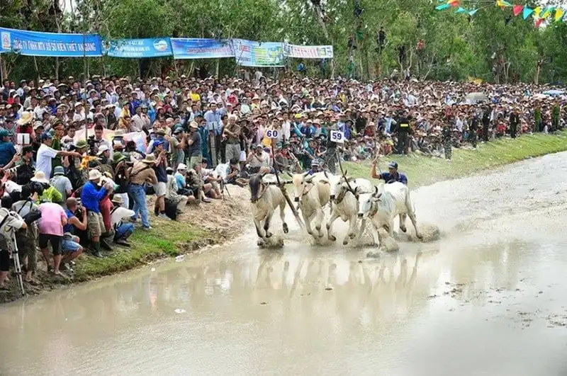 Sôi động hội đua bò Bảy Núi ở An Giang 12 wanderlust-tips-hoi-dua-bo-bay-nui-o-an-giang-8