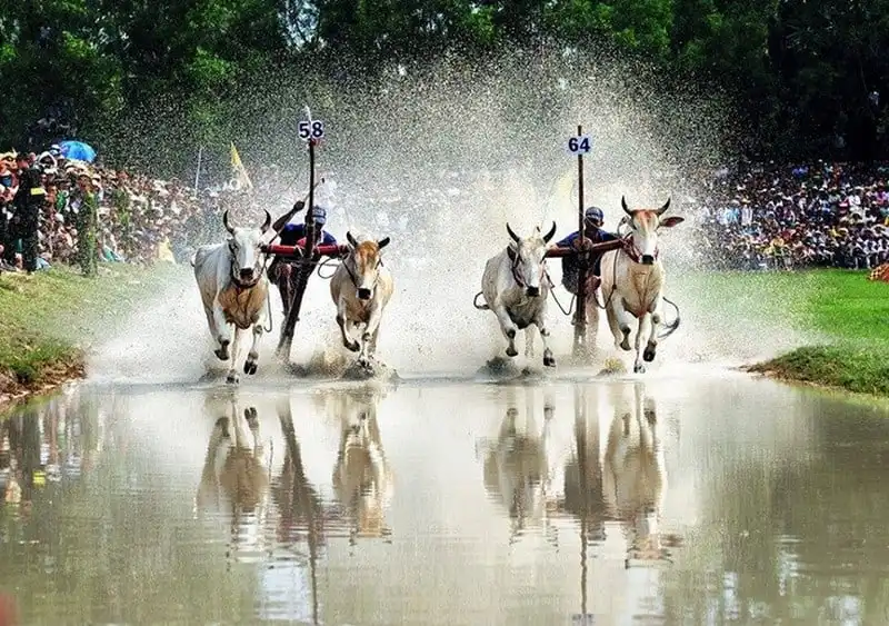 Sôi động hội đua bò Bảy Núi ở An Giang 13 wanderlust-tips-hoi-dua-bo-bay-nui-o-an-giang-9