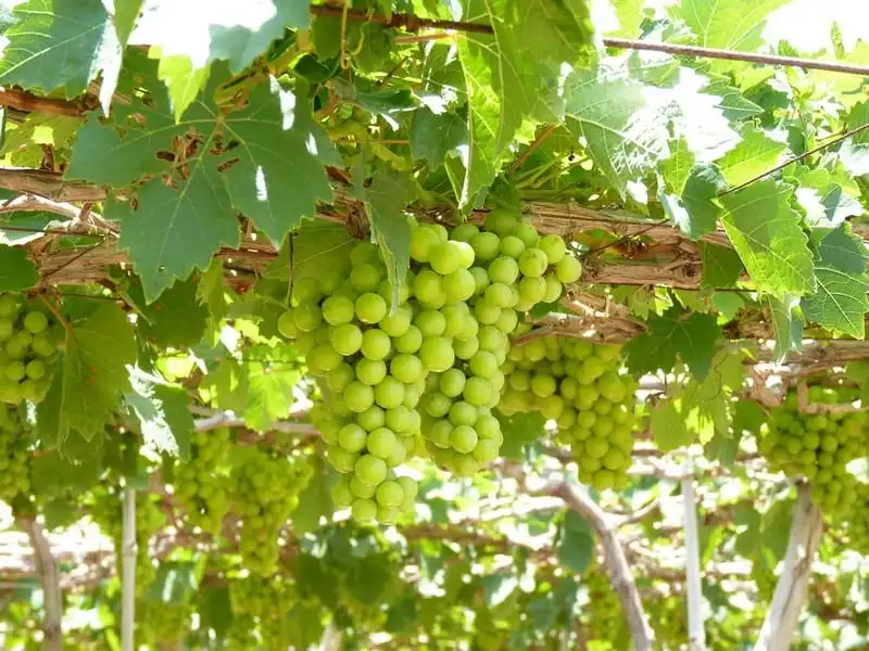 wanderlust-tips-le-hoi-nho-va-vang-ninh-thuan-2016-1