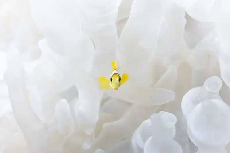 wanderlust-tips-ngo-ngang-dan-buom-dau-khap-dau-chu-ca-sau-trong-rung-amazon-4