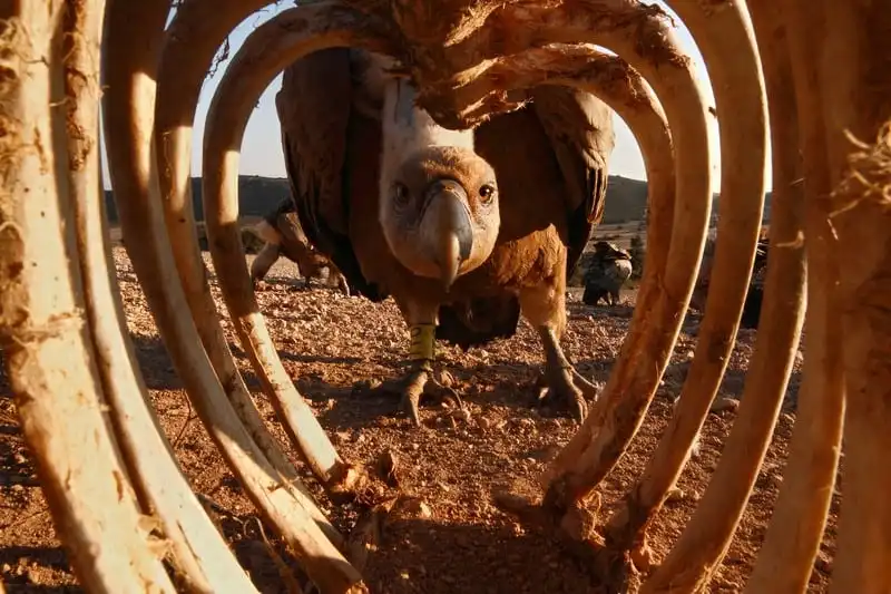 wanderlust-tips-ngo-ngang-dan-buom-dau-khap-dau-chu-ca-sau-trong-rung-amazon-6