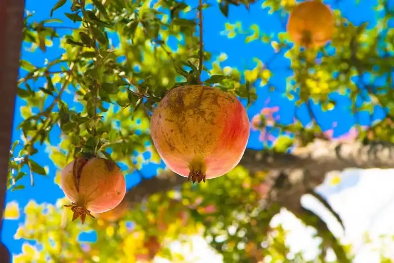 wanderlust-tips-nhung-mon-an-hap-dan-nhat-cua-hon-dao-thien-duong-santorini-7