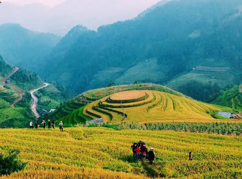 Say đắm những cung đường ngắm mùa lúa vàng ở vùng núi phía Bắc 5 wanderlust-tips-say-dam-nhung-cung-duong-ngam-mua-lua-vang-o-vung-nui-phia-bac-1