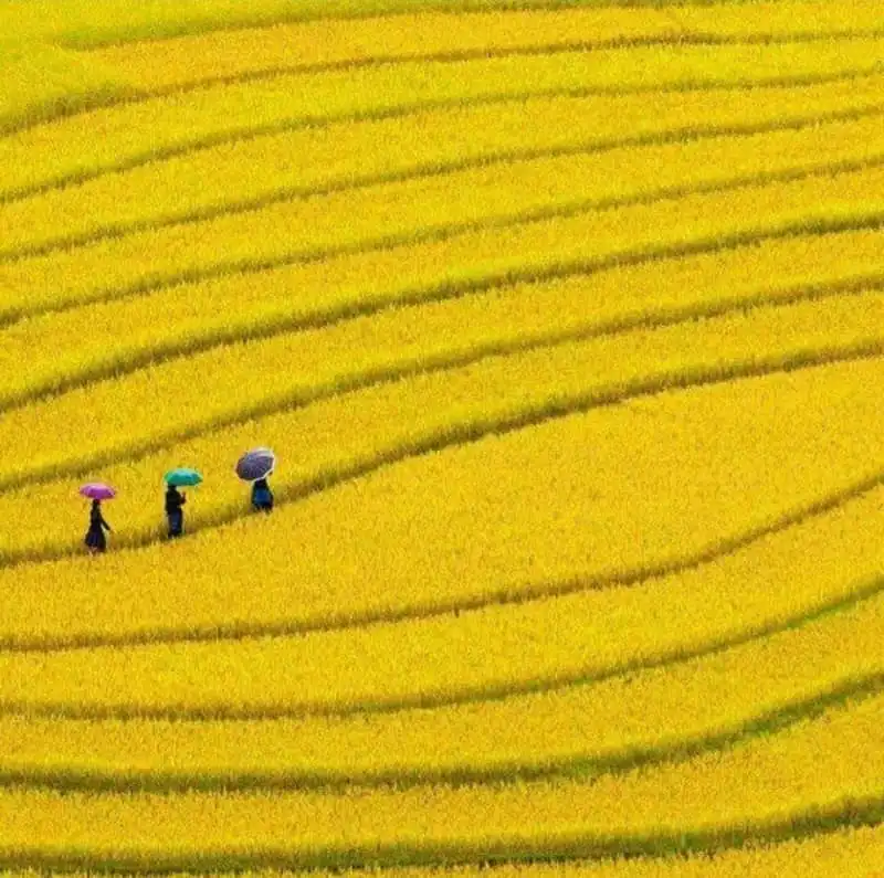 Say đắm những cung đường ngắm mùa lúa vàng ở vùng núi phía Bắc 6 wanderlust-tips-say-dam-nhung-cung-duong-ngam-mua-lua-vang-o-vung-nui-phia-bac-2