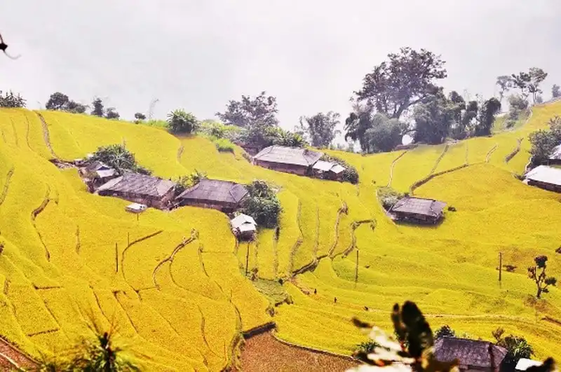 Say đắm những cung đường ngắm mùa lúa vàng ở vùng núi phía Bắc 9 wanderlust-tips-say-dam-nhung-cung-duong-ngam-mua-lua-vang-o-vung-nui-phia-bac-5