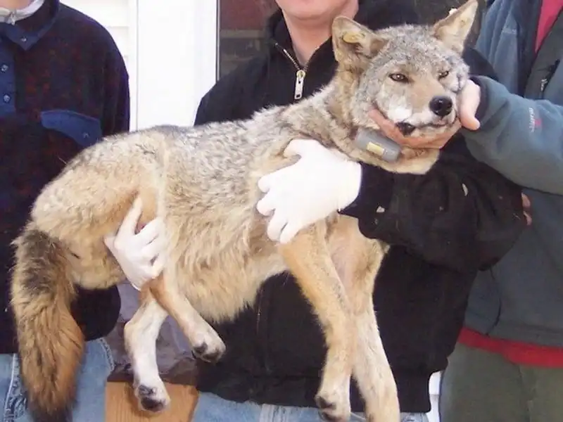 wanderlust-tips-soc-voi-nhung-thanh-pho-bi-nan-chuot-hoanh-hanh-6