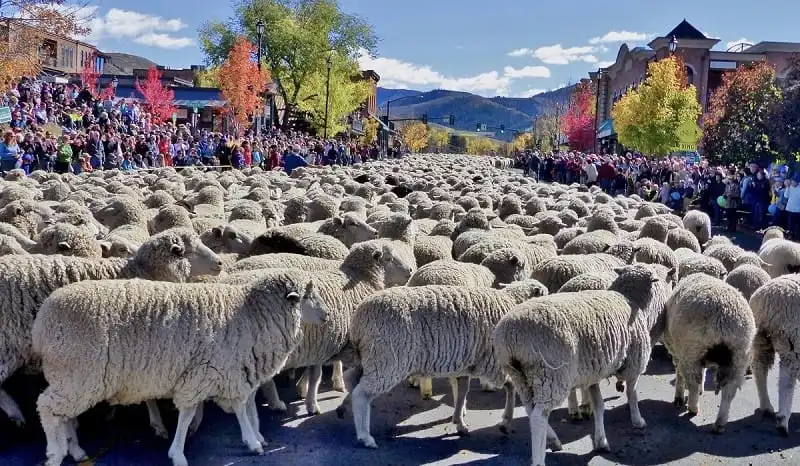 5 lễ hội mùa thu đặc sắc nhất tại Mỹ 7 wanderlust_tips_5_le_hoi_am_thuc_mua_thu_nuoc_my_3