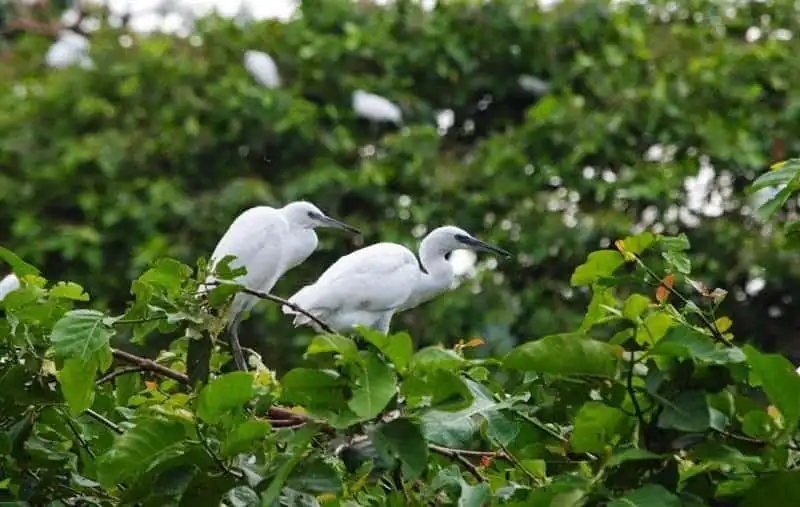 6 điểm đến không thể bỏ qua khi du lịch Sóc Trăng 7 wanderlust_tips_6_diem_den_khong_the_bo_qua_o_soc_trang_3