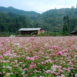 wanderlust tips ha giang mua hoa tam giac mach 1