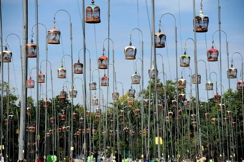 Hội thi chim hót ở Thái Lan 5 TOPSHOTS Birds sit in their cages during a bird-singing contest in Thailand's southern province of Narathiwat on September 24, 2012. Hundreds of bird owners from Thailand, Malaysia and Singapore take part in the contest. AFP PHOTO / MADAREE TOHLALAMADAREE TOHLALA/AFP/GettyImages ORG XMIT: