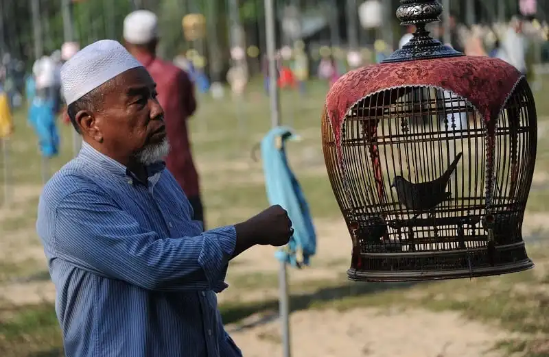 Hội thi chim hót ở Thái Lan 6 wanderlust_tips_hoi-thi-chim-hot-o-Thai-Lan-2