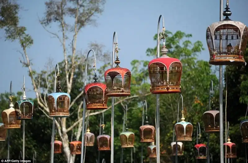 Hội thi chim hót ở Thái Lan 7 wanderlust_tips_hoi-thi-chim-hot-o-Thai-Lan-3