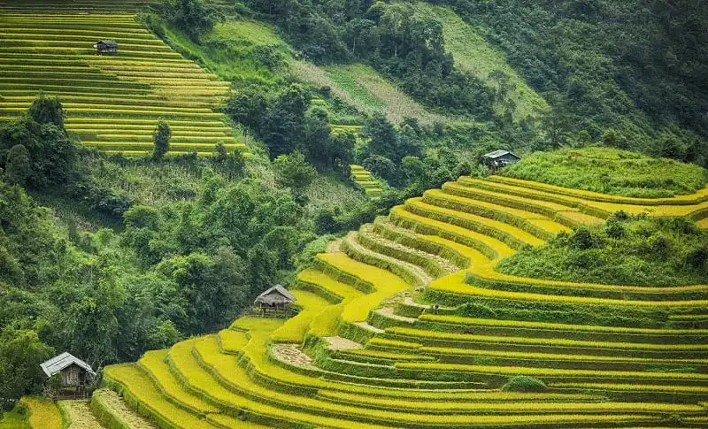 wanderlust_tips_mu_cang_chai_mua_lua_chin_1