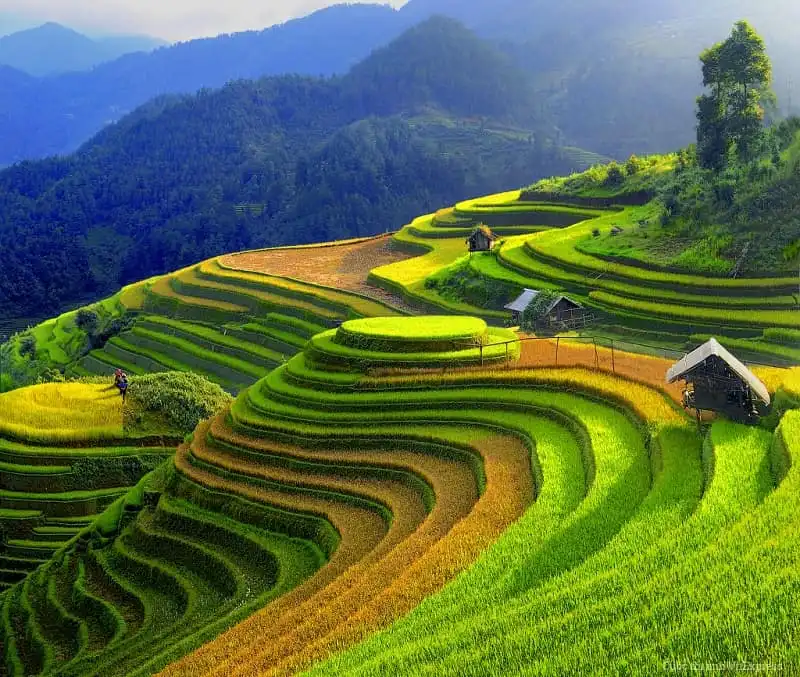 Cuốn hút vẻ đẹp Mù Cang Chải mùa lúa chín 9 wanderlust_tips_mu_cang_chai_mua_lua_chin_7