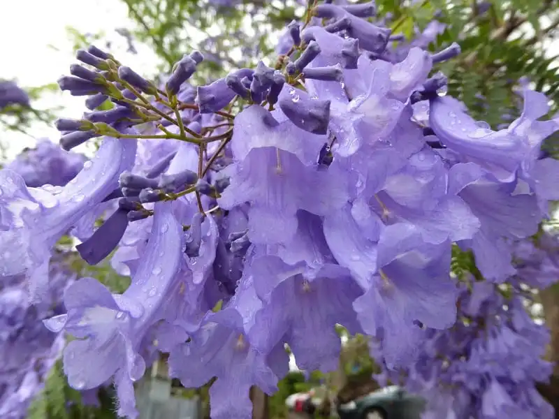 Úc châu - Tím biếc mùa hoa thương nhớ 6 wanderlust_tips_uc_chau_tim_biec_2