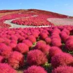 wanderlust tips hitachi cam xuc khong biet goi ten 3 1