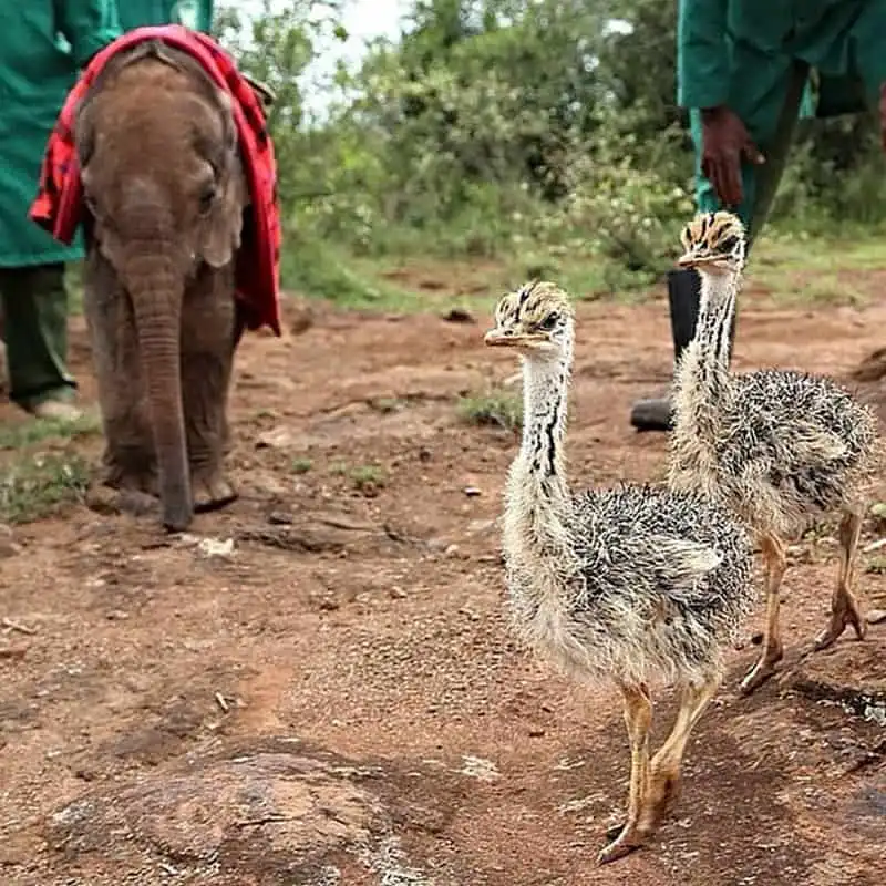 Thú vị những hình ảnh voi và đà điểu thân thiết tại trạm cứu hộ ở Kenya 7 wanderlust-tip-thu-vi-nhung-hinh-anh-voi-va-da-dieu-than-thiet-tai-trai-cuu-ho-o-kenya-2