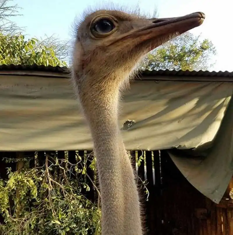 Thú vị những hình ảnh voi và đà điểu thân thiết tại trạm cứu hộ ở Kenya 8 wanderlust-tip-thu-vi-nhung-hinh-anh-voi-va-da-dieu-than-thiet-tai-trai-cuu-ho-o-kenya-3