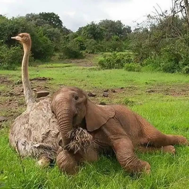 Thú vị những hình ảnh voi và đà điểu thân thiết tại trạm cứu hộ ở Kenya 9 wanderlust-tip-thu-vi-nhung-hinh-anh-voi-va-da-dieu-than-thiet-tai-trai-cuu-ho-o-kenya-4