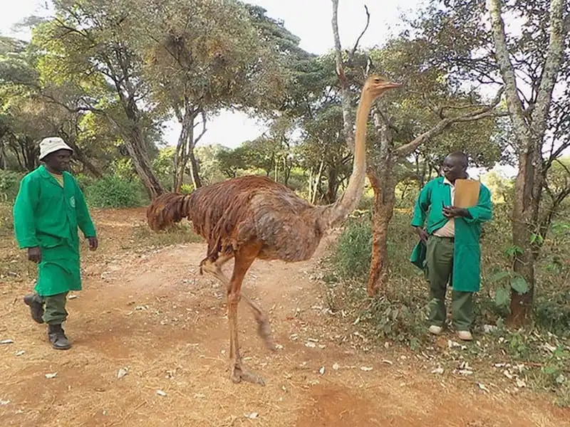Thú vị những hình ảnh voi và đà điểu thân thiết tại trạm cứu hộ ở Kenya 10 wanderlust-tip-thu-vi-nhung-hinh-anh-voi-va-da-dieu-than-thiet-tai-trai-cuu-ho-o-kenya-5