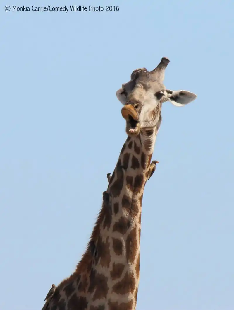 Bật cười với khoảnh khắc ngộ nghĩnh của các loài động vật hoang dã 19 wanderlust-tips-bat-cuoi-voi-khoanh-khac-ngo-nghinh-cua-cac-loai-dong-vat-hoang-da-15