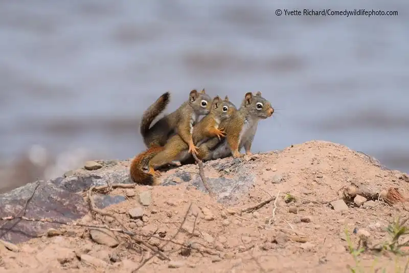 Bật cười với khoảnh khắc ngộ nghĩnh của các loài động vật hoang dã 28 wanderlust-tips-bat-cuoi-voi-khoanh-khac-ngo-nghinh-cua-cac-loai-dong-vat-hoang-da-24