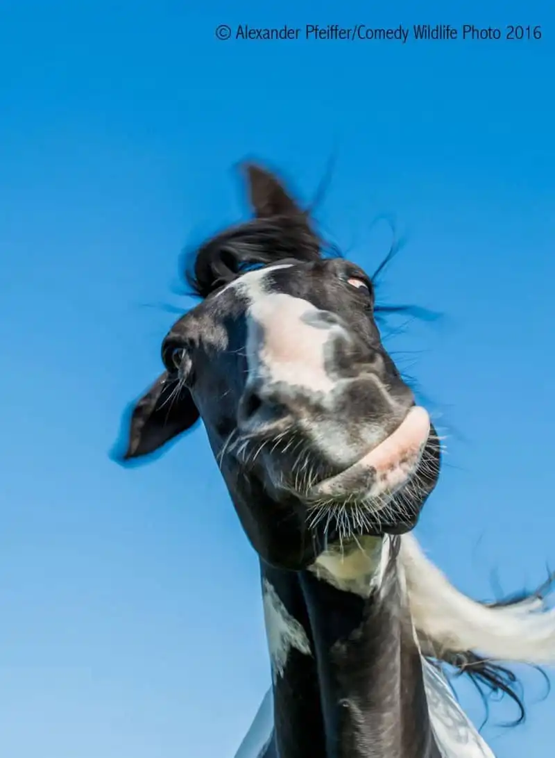 wanderlust-tips-bat-cuoi-voi-khoanh-khac-ngo-nghinh-cua-cac-loai-dong-vat-hoang-da-27