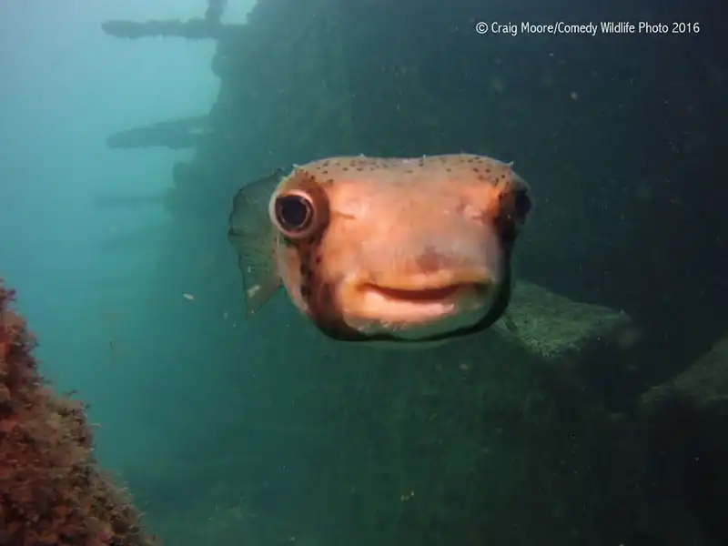 Bật cười với khoảnh khắc ngộ nghĩnh của các loài động vật hoang dã 32 wanderlust-tips-bat-cuoi-voi-khoanh-khac-ngo-nghinh-cua-cac-loai-dong-vat-hoang-da-28