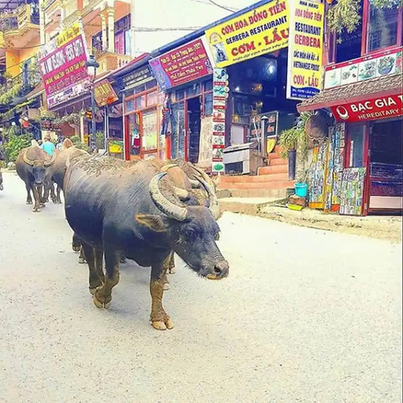 wanderlust-tips-du-khach-uc-kham-pha-viet-nam-10-ngay-voi-200usd-4