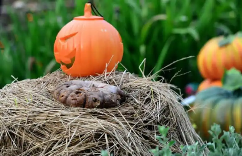 wanderlust-tips-khu-vuon-hang-tram-qua-bi-ngo-o-sai-gon-chao-don-le-hoi-halloween-6