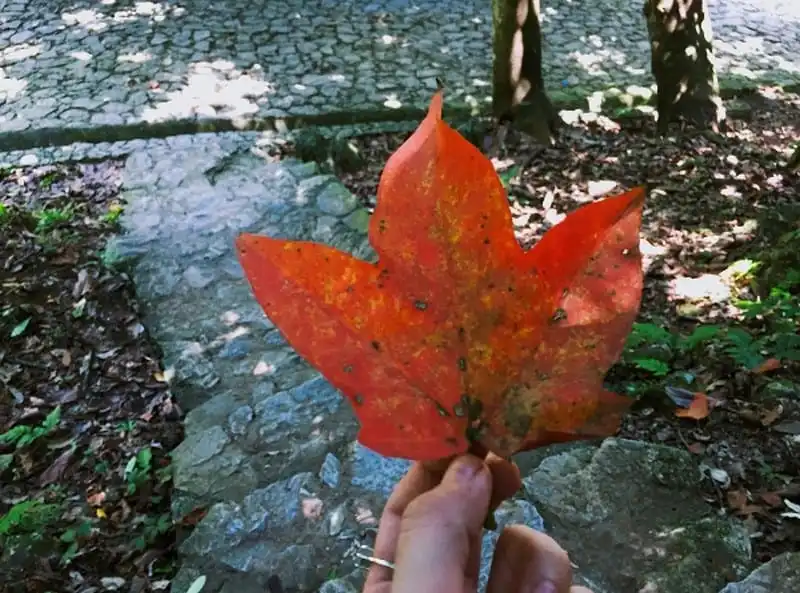 wanderlust-tips-ngo-ngang-tieu-cuu-trai-cau-ngay-tai-viet-nam-8