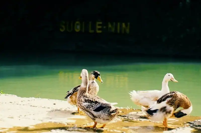 wanderlust-tips-ngo-ngang-tieu-cuu-trai-cau-ngay-tai-viet-nam-9