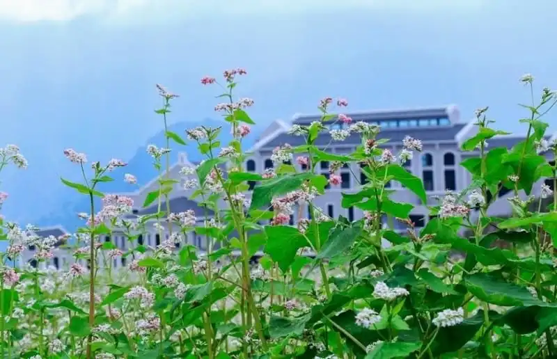 wanderlust-tips-ngo-ngang-vuon-hoa-tam-giac-mach-tai-fansipan-12