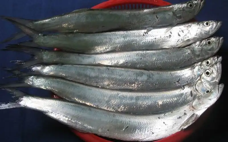 wanderlust-tips-say-long-am-thuc-binh-dinh-9